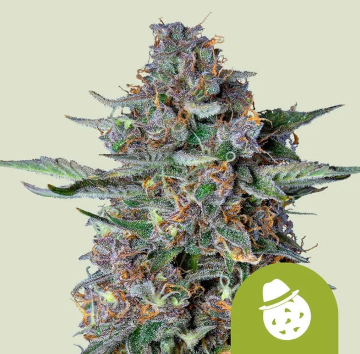 Royal Queen Seeds Do-Si-Dos Auto aka Dosidos, Dosi 3 Samen