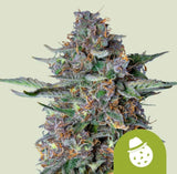 Royal Queen Seeds Do-Si-Dos Auto aka Dosidos, Dosi 3 Samen