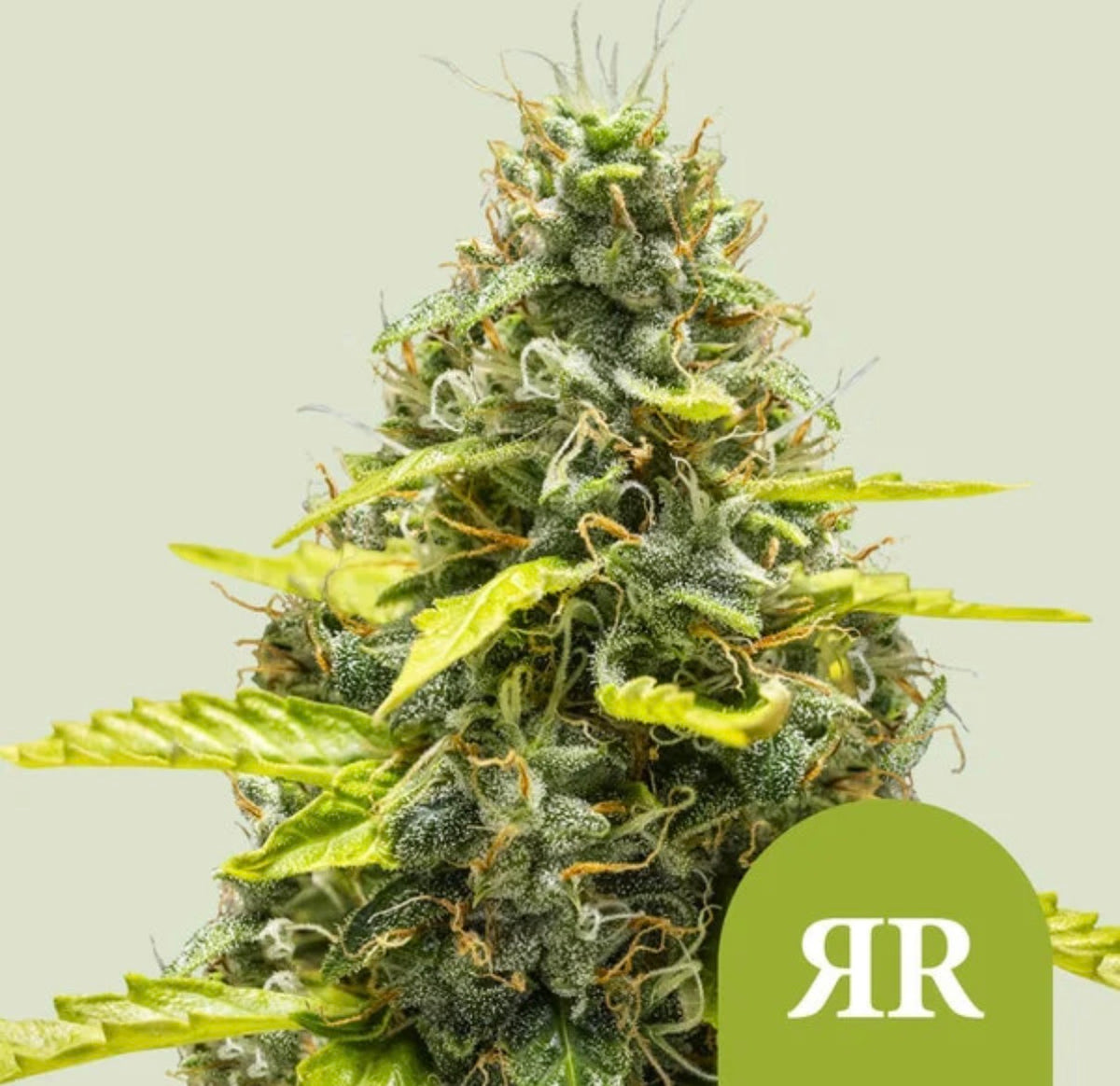 Royal Queen Seeds Runtz Auto aka Runtz Auto 3 Samen