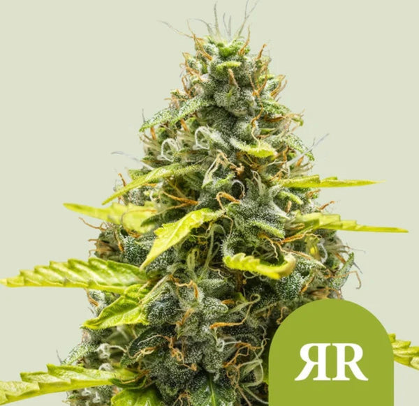 Royal Queen Seeds Runtz Auto aka Runtz Auto 3 Samen
