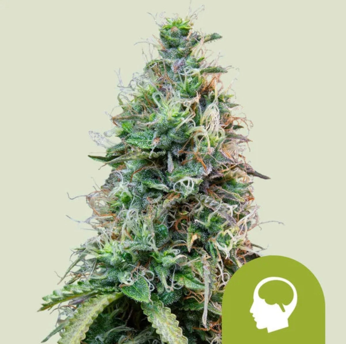 Royal Queen Seeds Amnesia Haze Auto Amnesia x Ruderalis 3 Samen