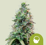 Royal Queen Seeds Amnesia Haze Auto Amnesia x Ruderalis 3 Samen