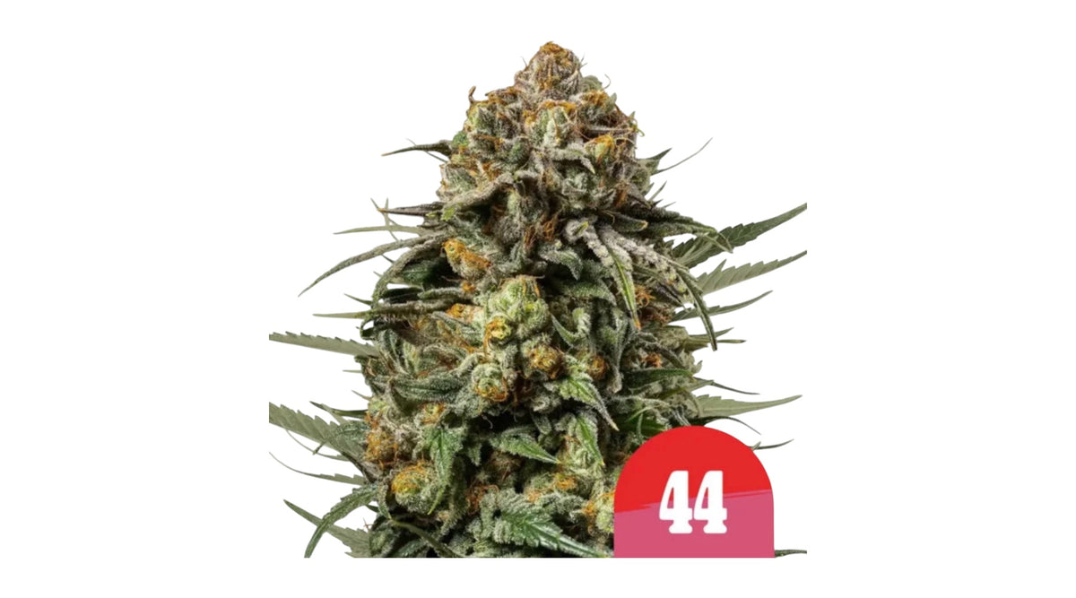Royal Queen Seeds Gelato 44 Sunset Sherbet x Thin Mint Girl Scout Cookies 3 Samen