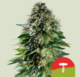 Royal Queen Seeds Corkscrew Auto Cherry Pie Auto x Tangie 3 Samen