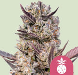 Royal Queen Seeds Tropicana Cookies Purple Purple Punch x Tropicana Cookies 3 Samen
