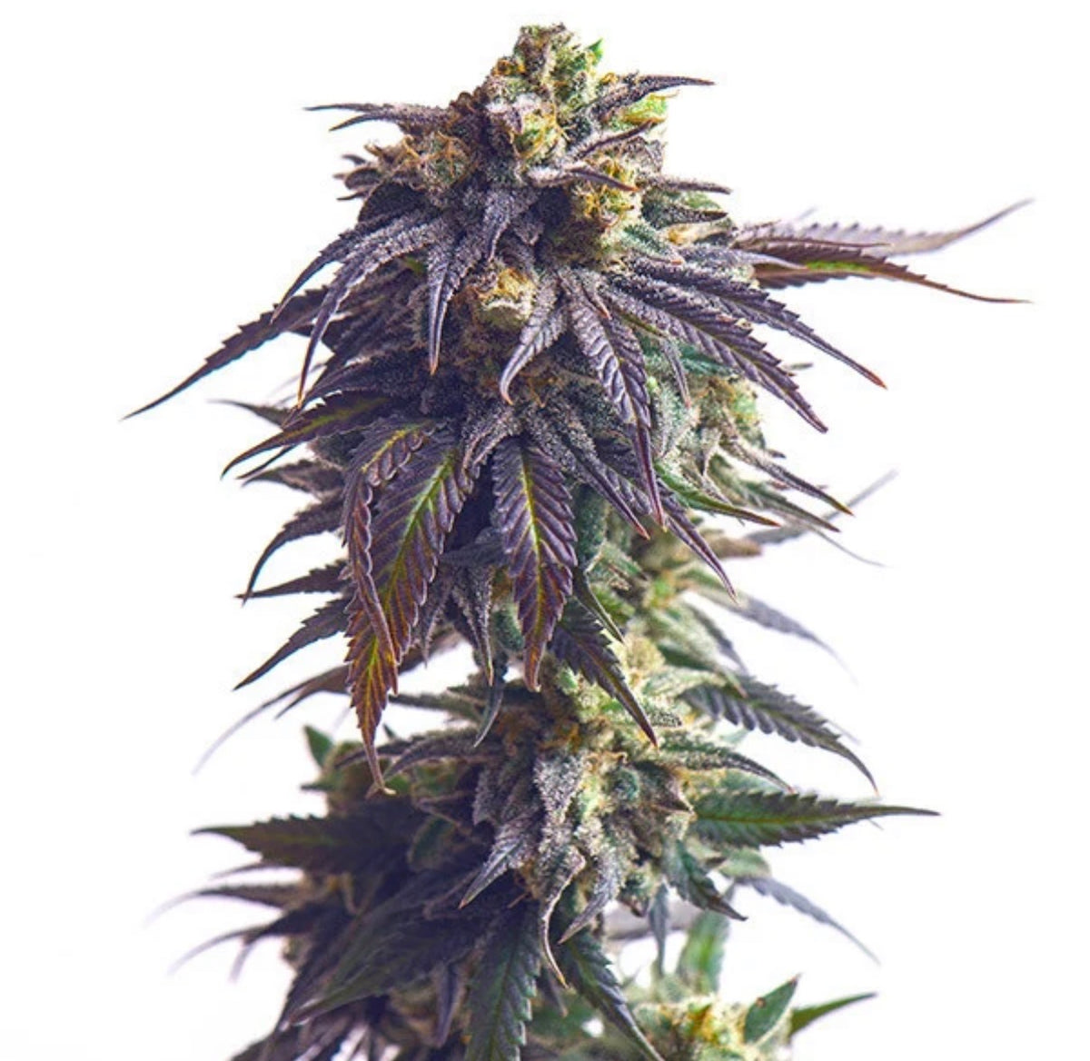 Royal Queen Seeds Sundae Driver aka Sunday Driver 3 Samen