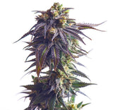 Royal Queen Seeds Sundae Driver aka Sunday Driver 3 Samen