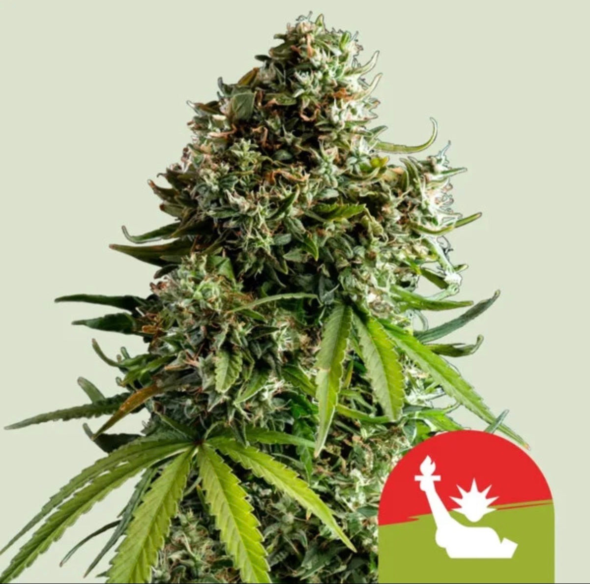Royal Queen Seeds NYC Sour D Auto NY Diesel x Sour Diesel Auto 3 Samen