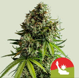 Royal Queen Seeds NYC Sour D Auto NY Diesel x Sour Diesel Auto 3 Samen