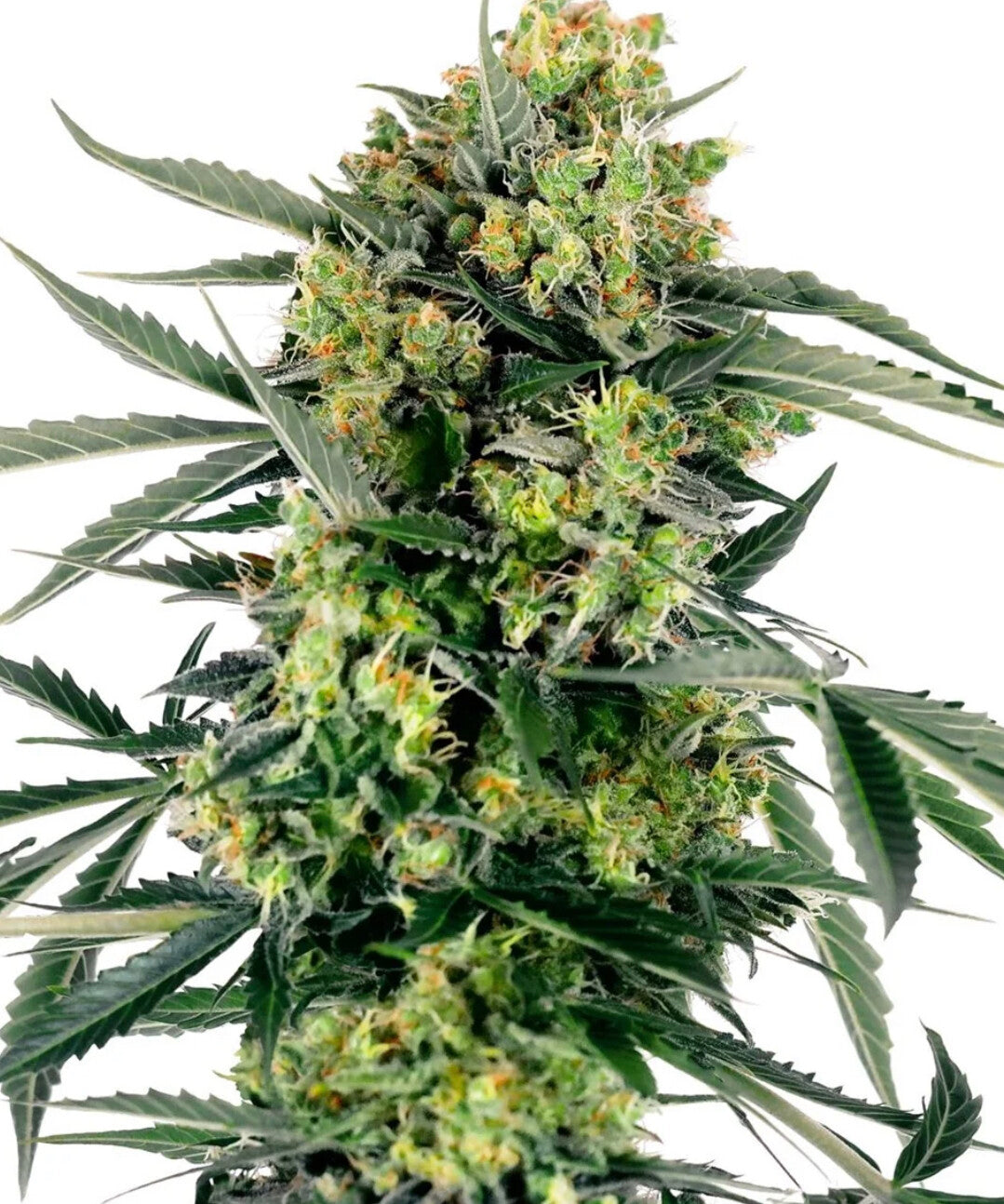 Blueberry Zkittlez Automatic Hanfsamen  4 Samen
