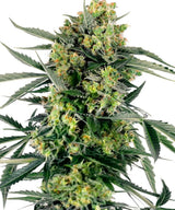 Blueberry Zkittlez Automatic Hanfsamen  4 Samen