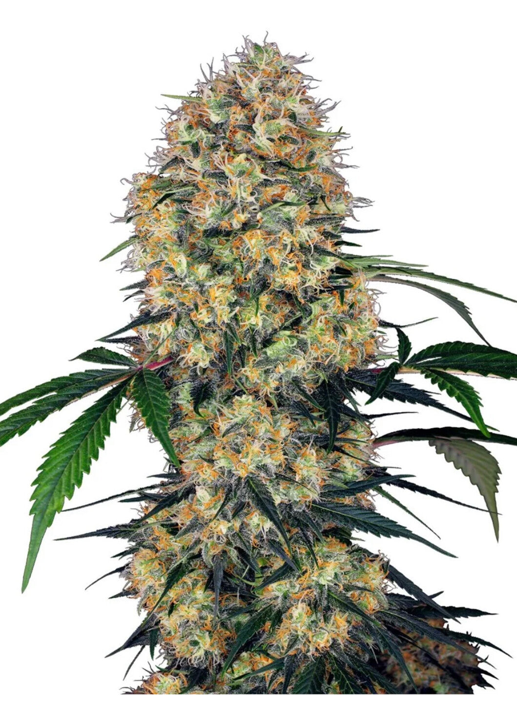 Sensi Amnesia XXL Automatic Hanfsamen 4 Samen