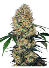 Sensi Amnesia XXL Automatic Hanfsamen 4 Samen