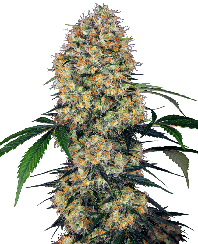 Sensi Amnesia XXL Automatic – 3 + 1 Samen (4 Stück)