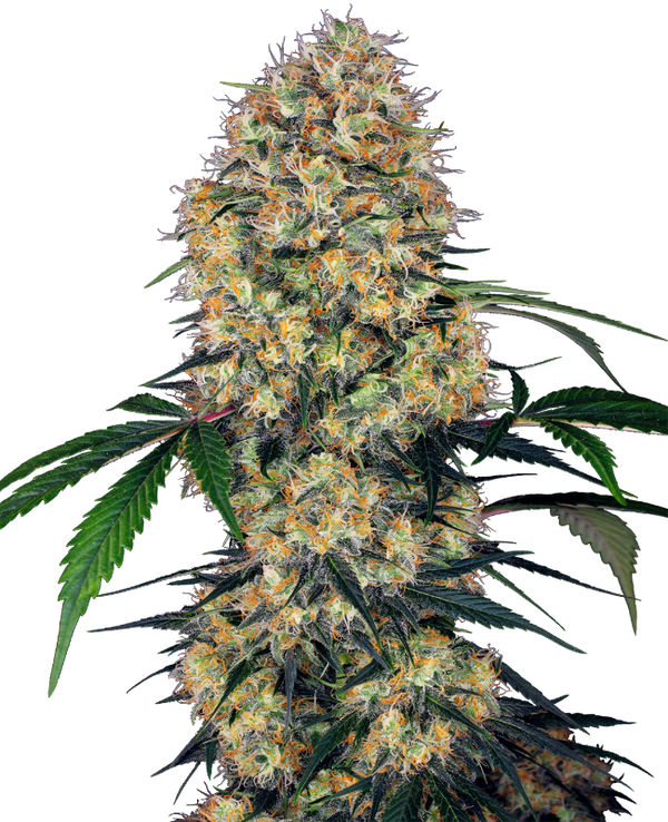 Sensi Amnesia XXL Automatic – 3 + 1 Samen (4 Stück)