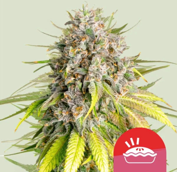 Royal Queen Seeds Punch Pie Purple Punch x Purple Kush 3 Samen