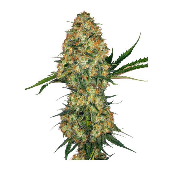 Sensi Seeds Shiva Skunk Feminisiert 3+1 Samen
