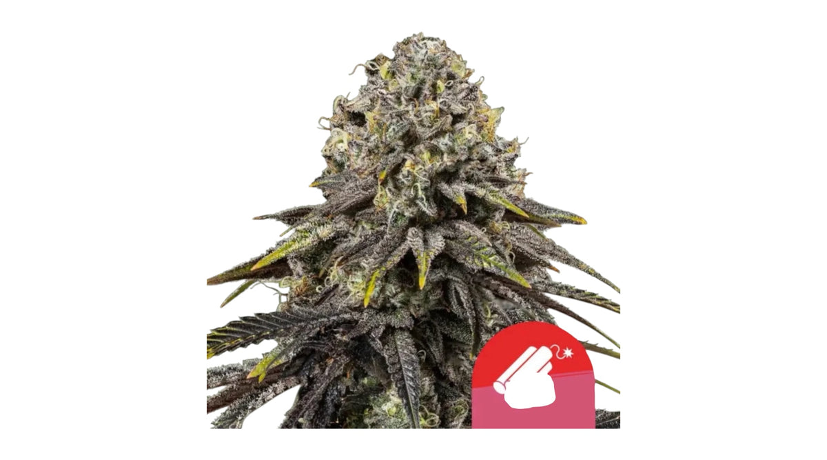 Royal Queen Seeds Dynamite Diesel Sour Diesel x Skywalker OG 3 Samen