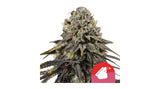 Royal Queen Seeds Dynamite Diesel Sour Diesel x Skywalker OG 3 Samen