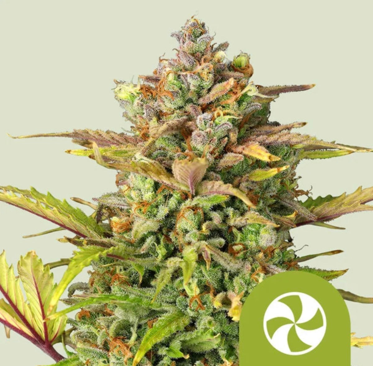 Royal Queen Seeds Sweet ZZ Auto The Original Z x Diesel Auto 3 Samen