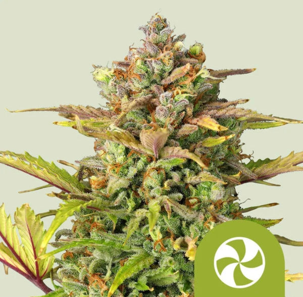 Royal Queen Seeds Sweet ZZ Auto The Original Z x Diesel Auto 3 Samen