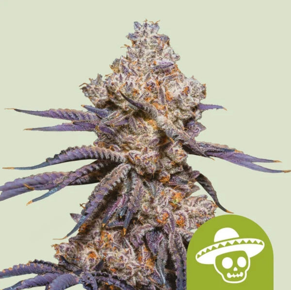 Royal Queen Seeds Mexican Rush Auto 3 Samen