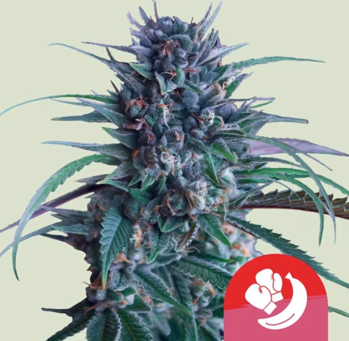 Royal Queen Seeds Banana Brawler Gelatti x Blue Power 3 Samen