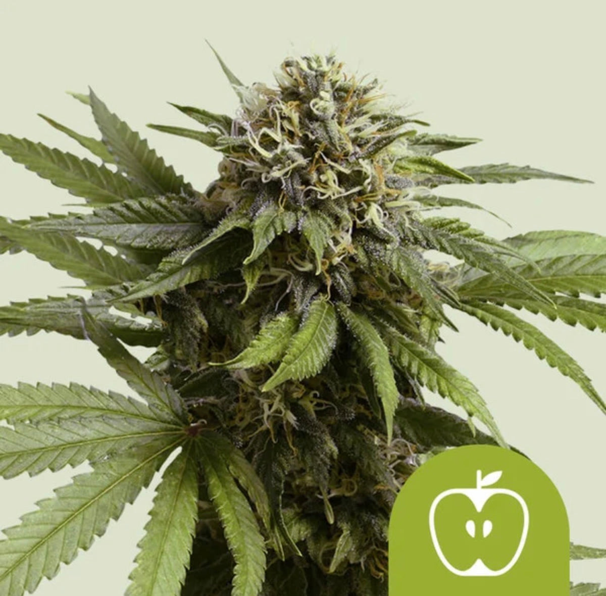 Royal Queen Seeds Apple Fritter Auto Sour Apple Auto x Animal Cookies 3 Samen