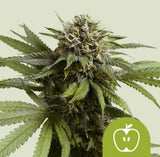 Royal Queen Seeds Apple Fritter Auto Sour Apple Auto x Animal Cookies 3 Samen