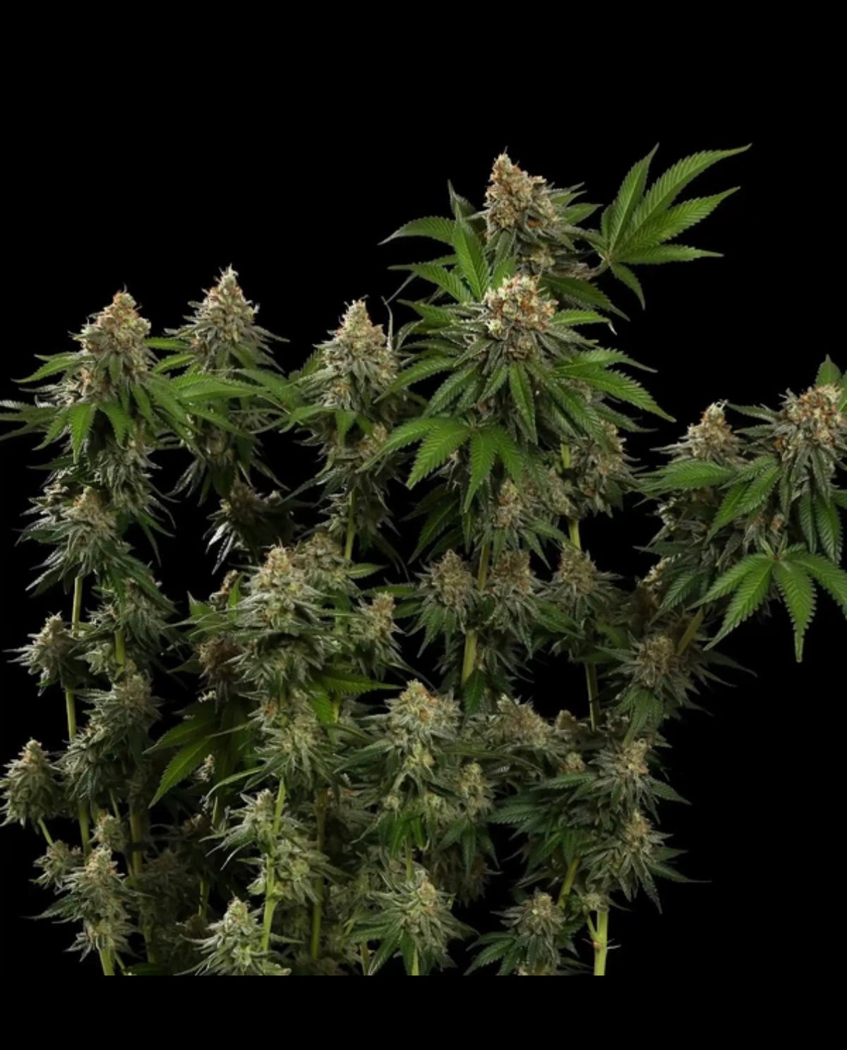 Royal Queen Seeds Tropicana Cookies Purple Purple Punch x Tropicana Cookies 3 Samen