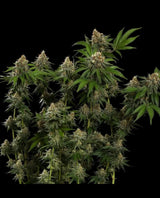 Royal Queen Seeds Tropicana Cookies Purple Purple Punch x Tropicana Cookies 3 Samen