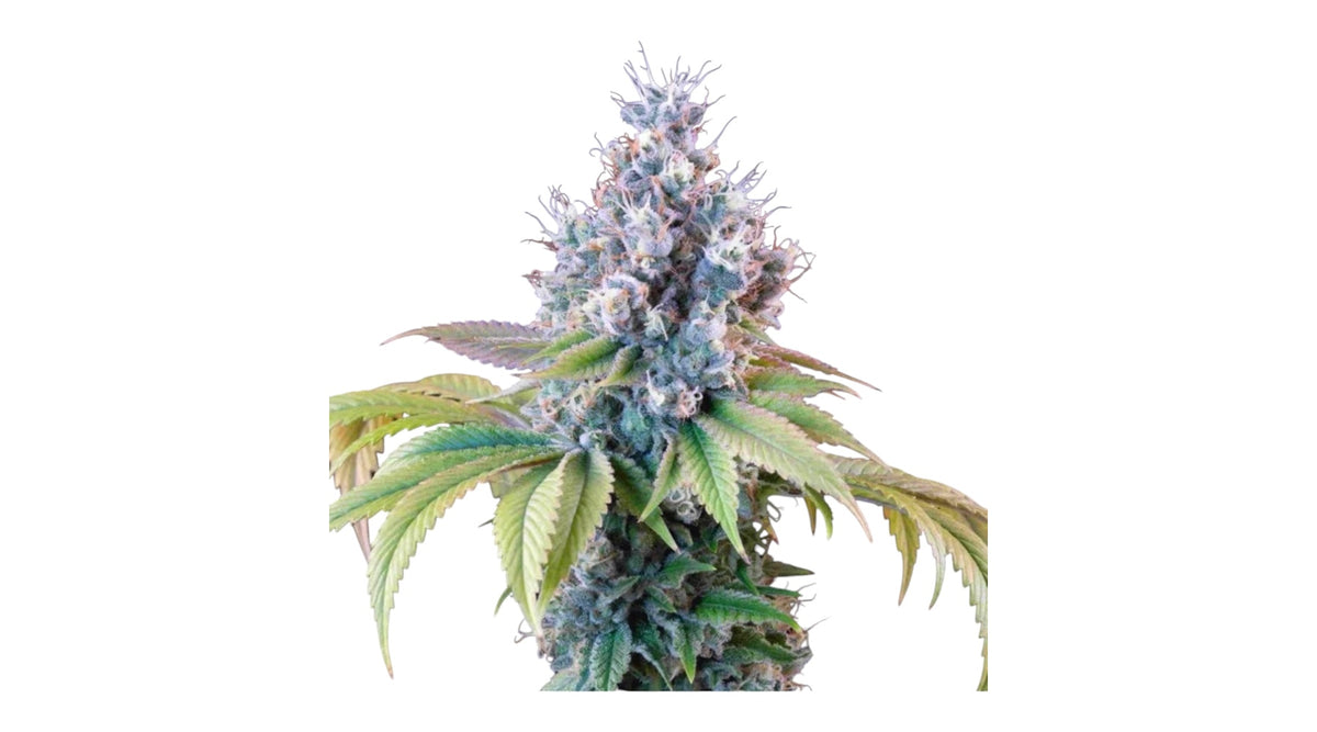 Royal Queen Seeds Dynamite Diesel Sour Diesel x Skywalker OG 3 Samen