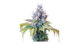 Royal Queen Seeds Dynamite Diesel Sour Diesel x Skywalker OG 3 Samen