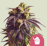Royal Queen Seeds Sundae Driver aka Sunday Driver 3 Samen