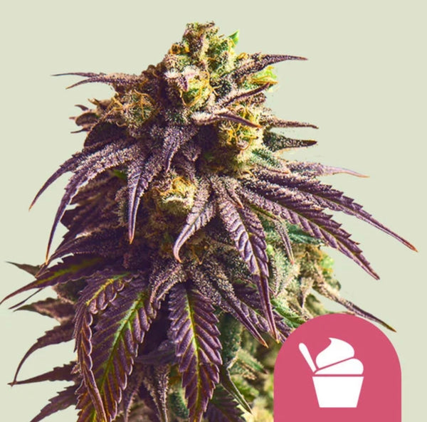 Royal Queen Seeds Sundae Driver aka Sunday Driver 3 Samen