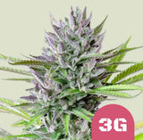 Royal Queen Seeds Triple G Gorilla Glue #4 x Gelato 33 3 Samen