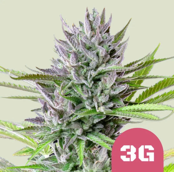 Royal Queen Seeds Triple G Gorilla Glue #4 x Gelato 33 3 Samen
