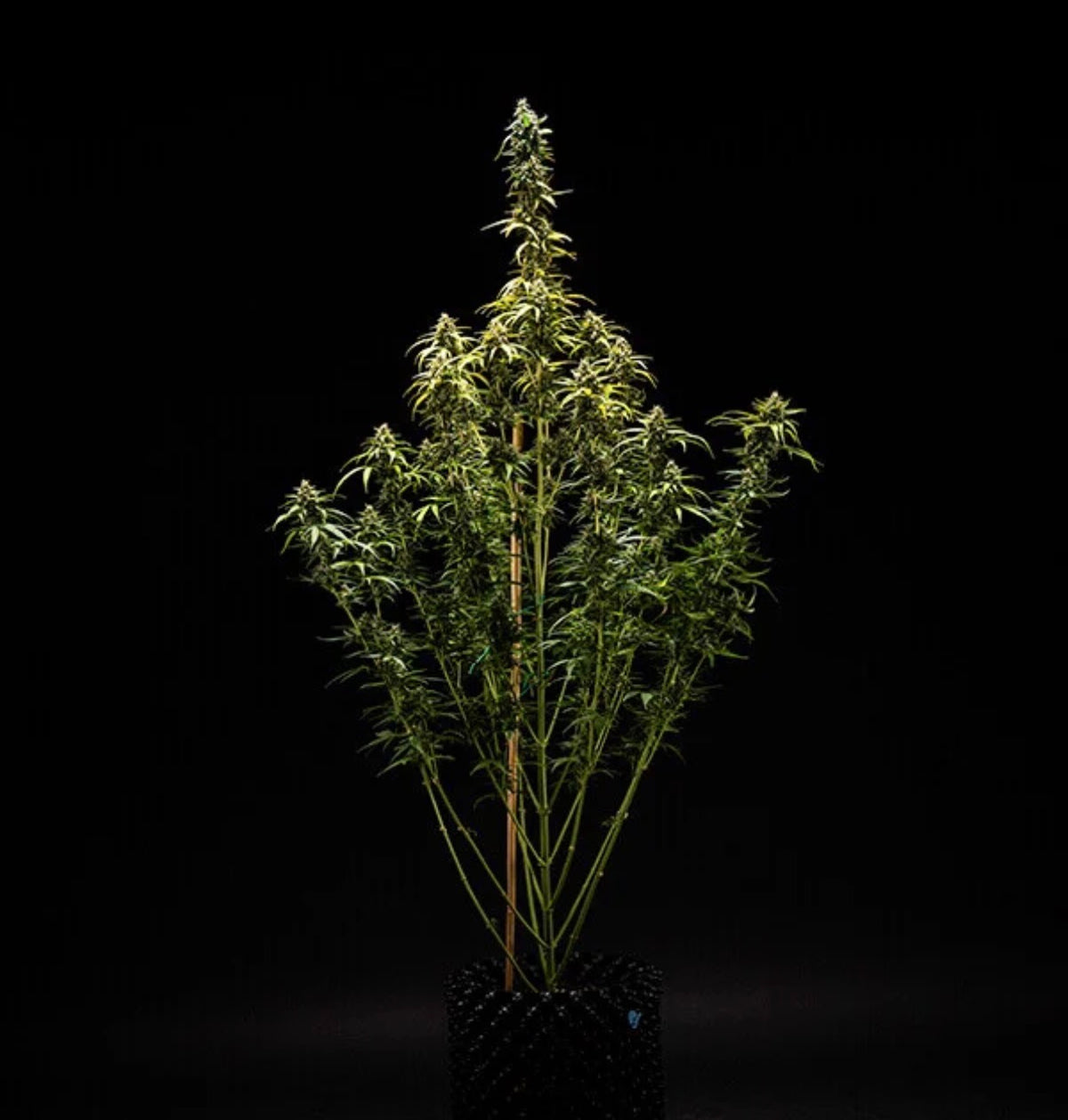 Royal Queen Seeds NYC Sour D Auto NY Diesel x Sour Diesel Auto 3 Samen