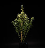 Royal Queen Seeds NYC Sour D Auto NY Diesel x Sour Diesel Auto 3 Samen