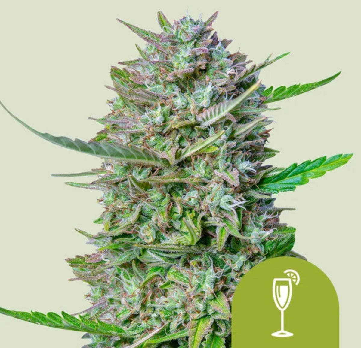 Royal Queen Seeds Mimosa Auto aka Purple Mimosa Auto 3 Samen