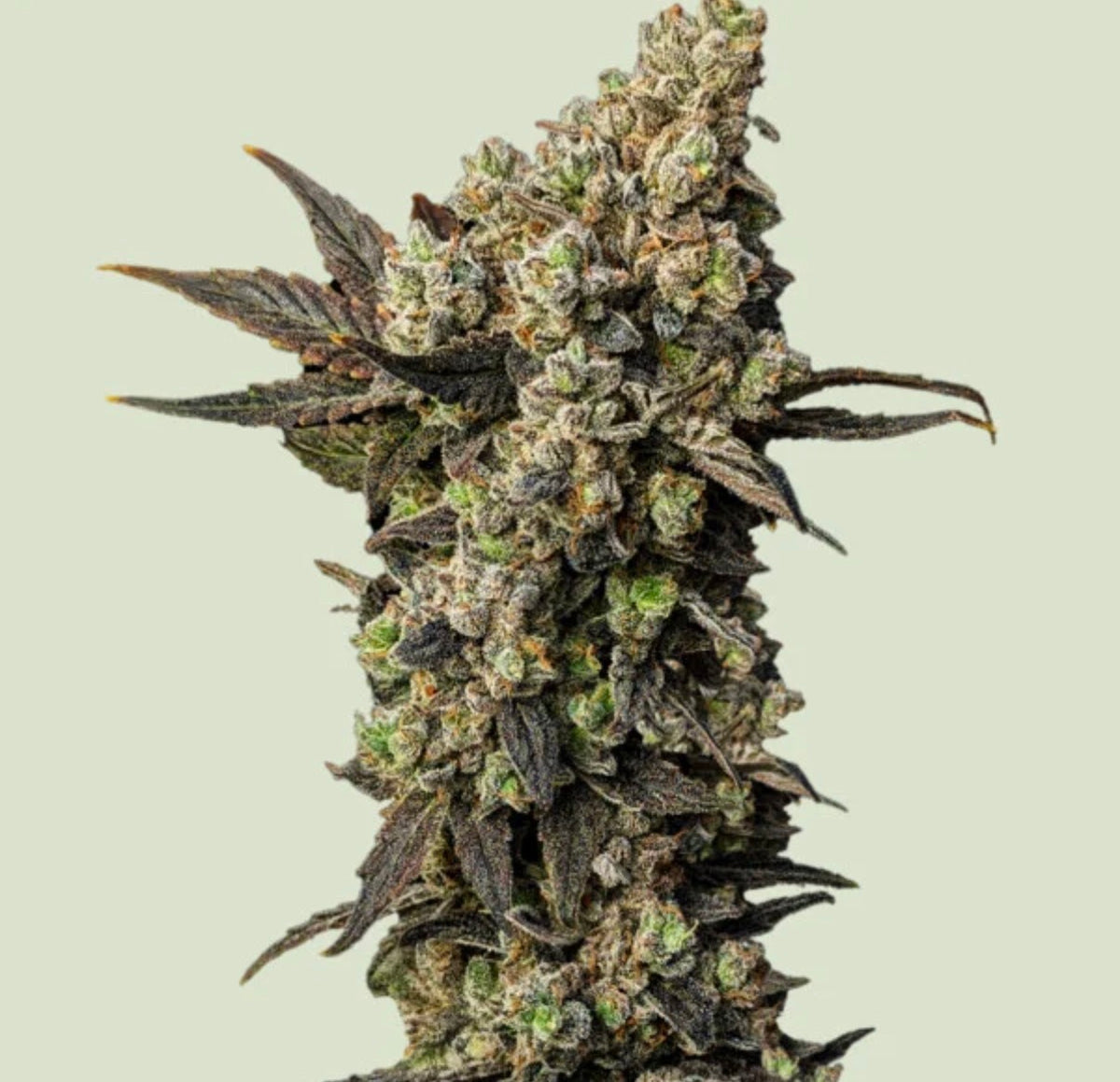 Royal Queen Seeds Astro Lemonade F1 Jungle Spice x Gorilla Diesel 3 Samen