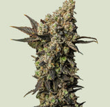 Royal Queen Seeds Astro Lemonade F1 Jungle Spice x Gorilla Diesel 3 Samen