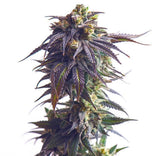 Royal Queen Seeds Astro Lemonade F1 Jungle Spice x Gorilla Diesel 3 Samen