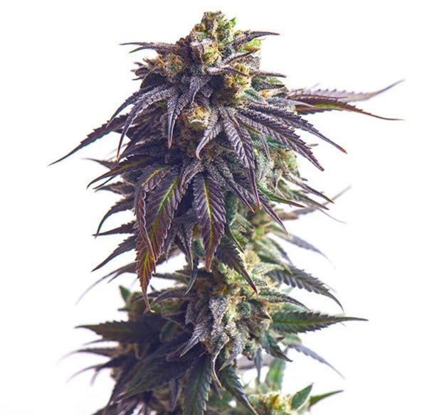 Royal Queen Seeds Astro Lemonade F1 Jungle Spice x Gorilla Diesel 3 Samen