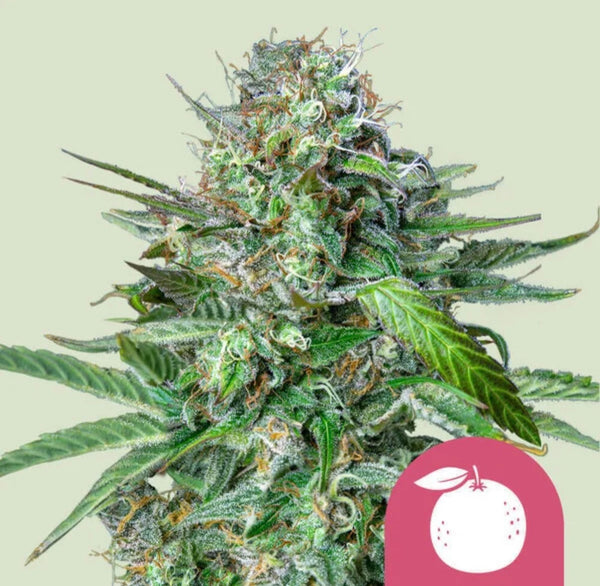 Royal Queen Seeds Tangie California Orange x Skunk 3 Samen
