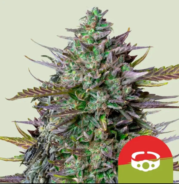 Royal Queen Seeds GOAT'lato Auto Gelato 44 x Cookies Auto 3 Samen