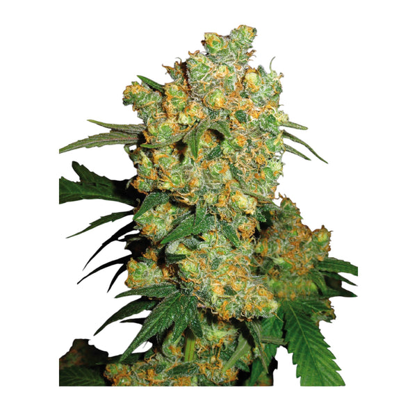Sensi Seeds Big Bud Feminisierte Hanfsamen 4 Seeds