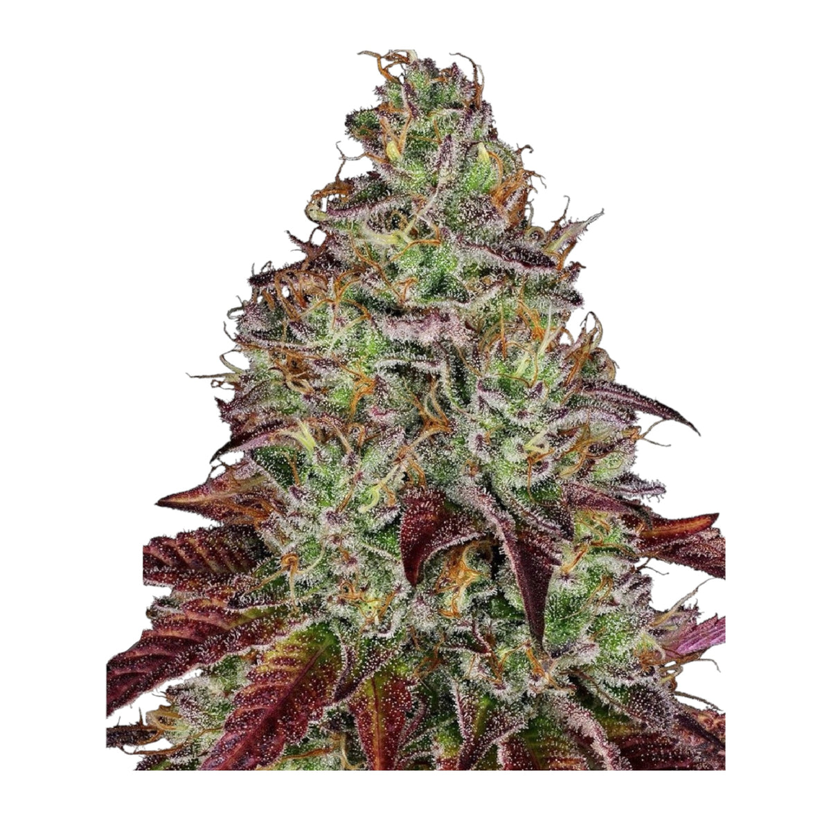 Sensi Seeds Tezla OG Feminisierte Hanfsamen 4 Seeds