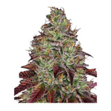 Sensi Seeds Tezla OG Feminisierte Hanfsamen 4 Seeds
