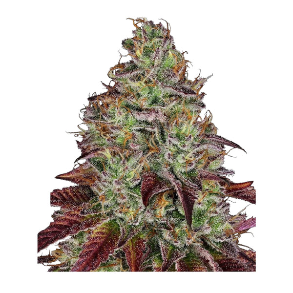 Sensi Seeds Tezla OG Feminisierte Hanfsamen 4 Seeds